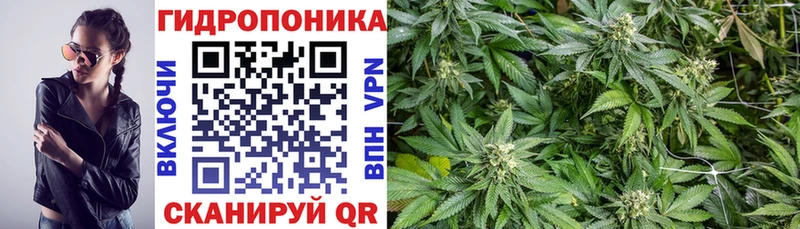 что такое Куса Конопля планчик